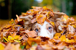 10 Things to Do With Your Dog This Fall